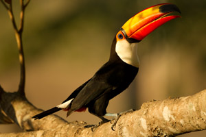 toucan